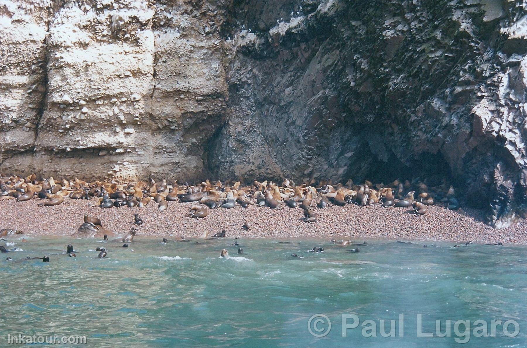 Ballestas, Paracas