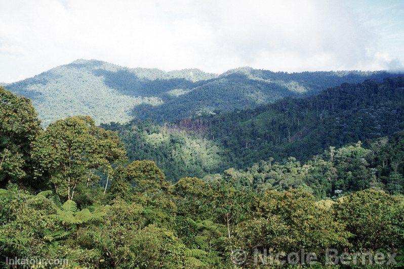 High Forest, Tingo Mara