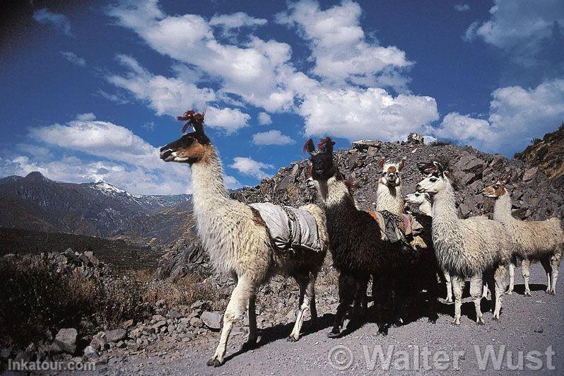 Photo of Peru