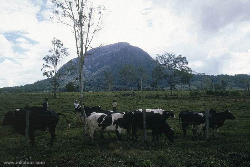 Cattle activity