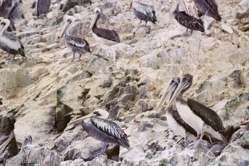 Pelicans, Callao