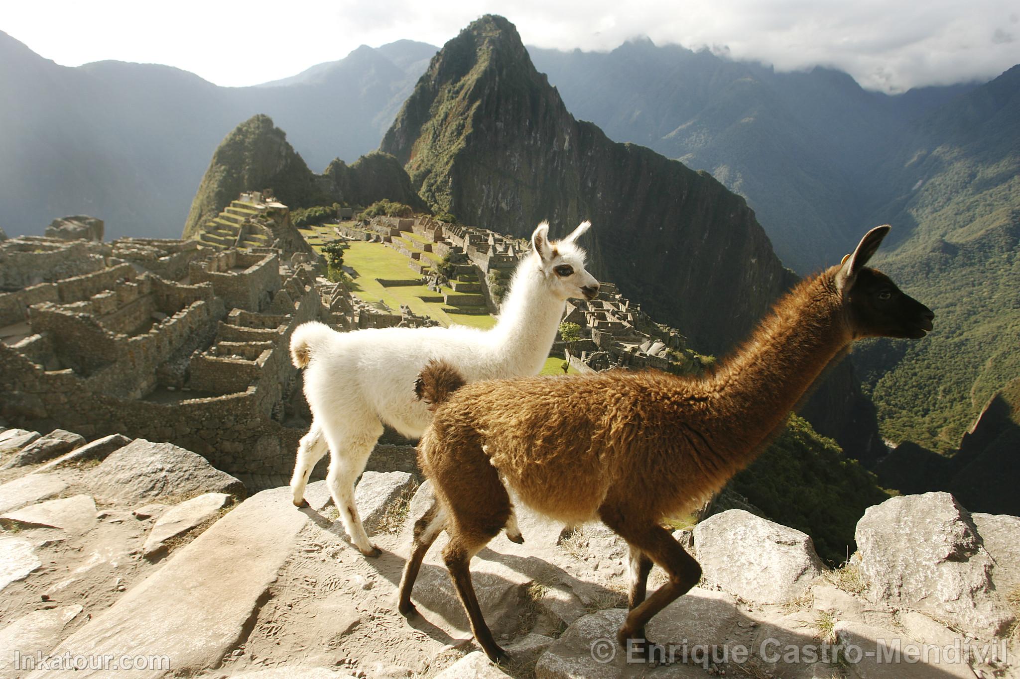 Llamas in Machu Picchu