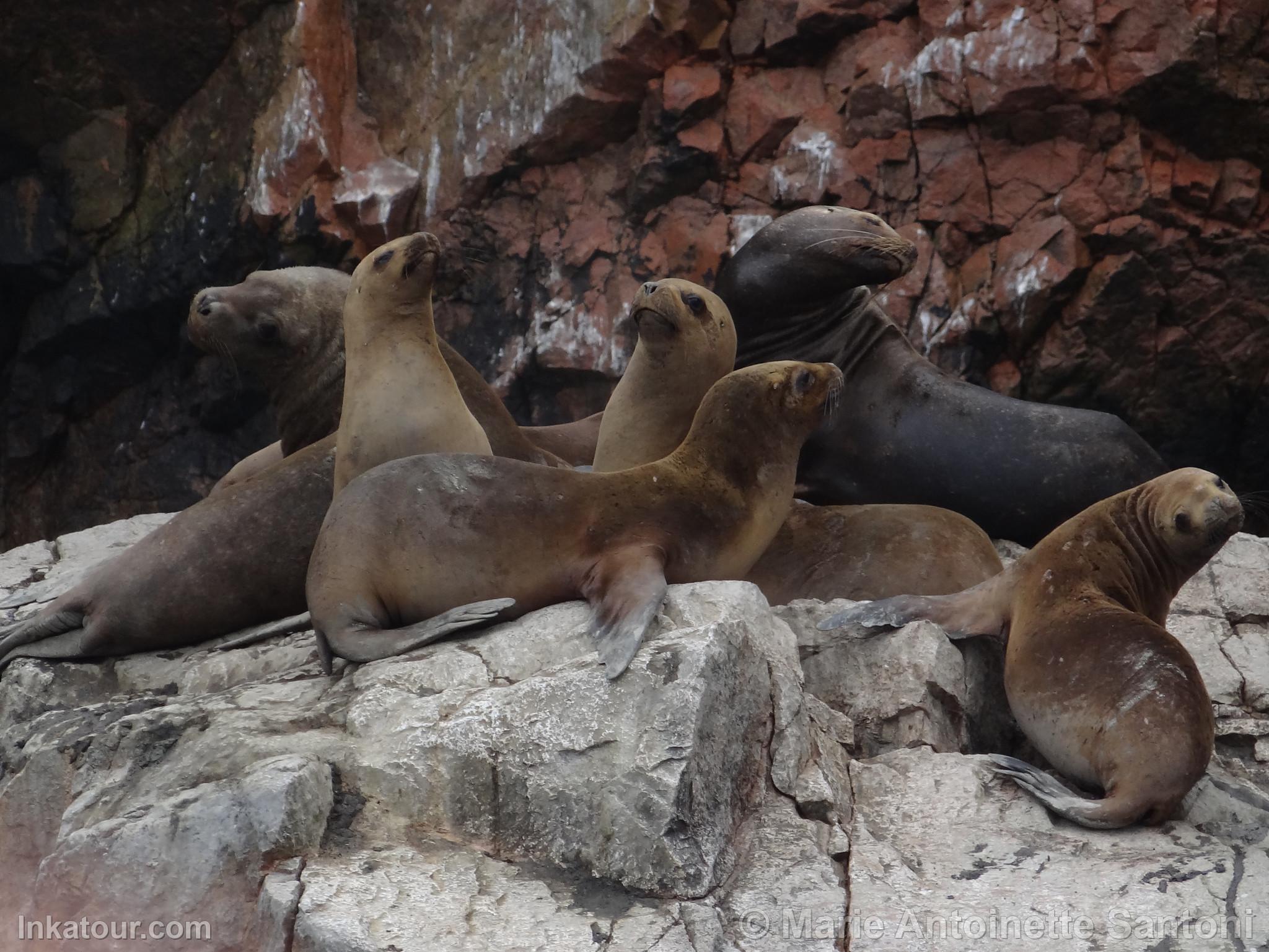 Ballestas Islands, Paracas