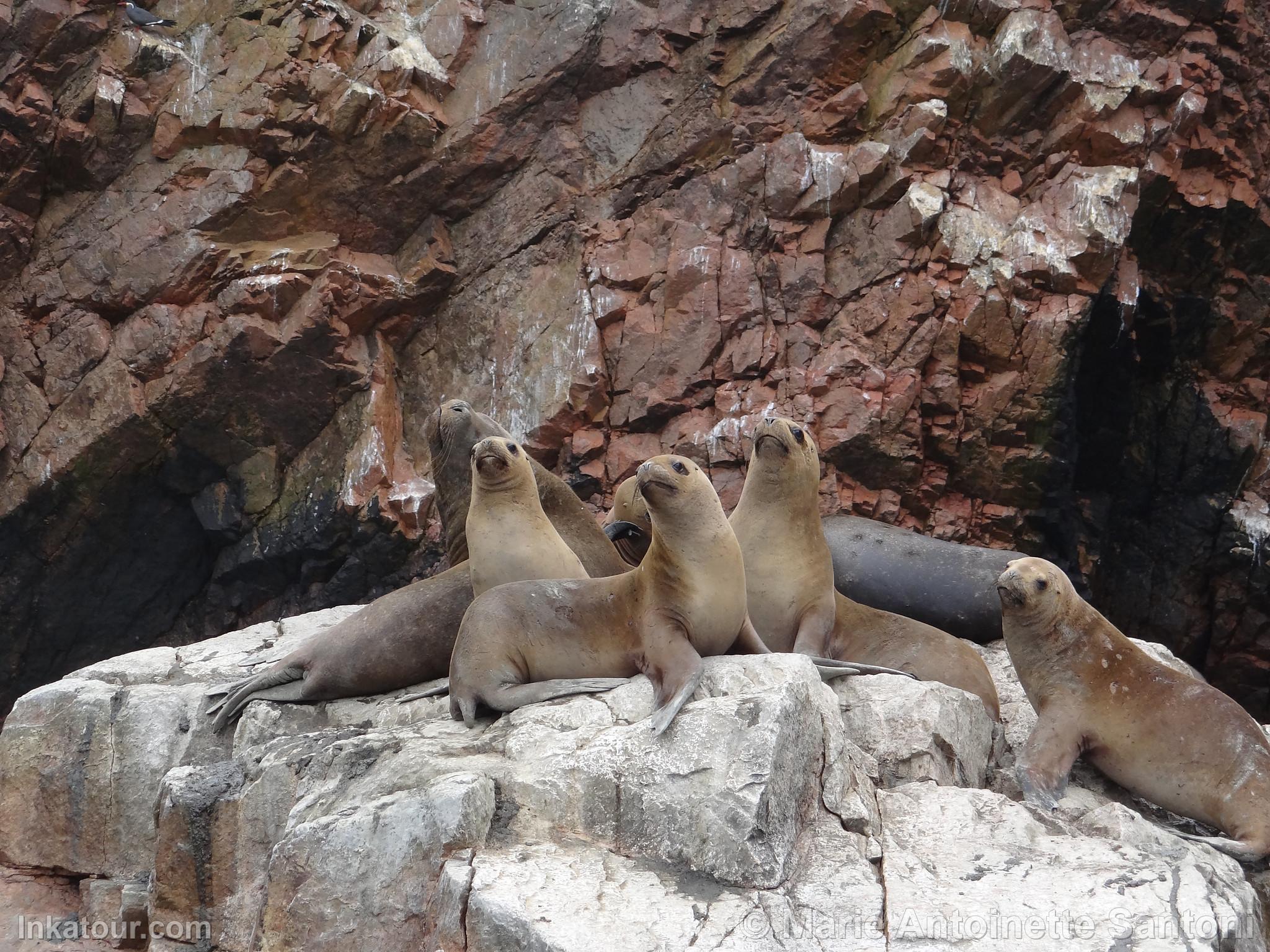 Ballestas Islands, Paracas