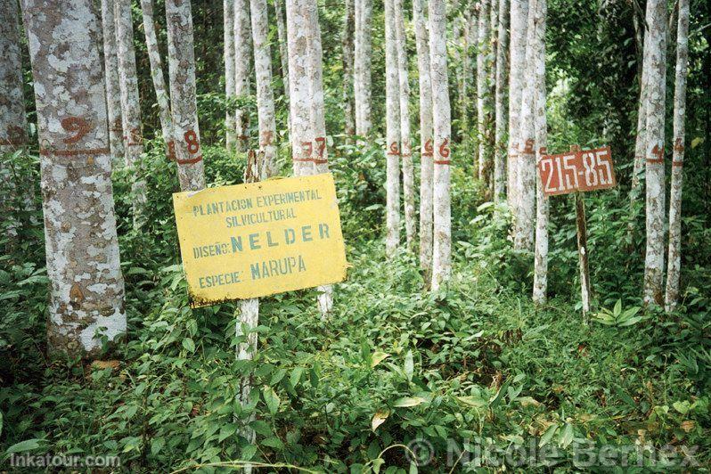 Experimental plantation in Genaro Herrera. Species: Marupa