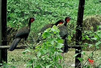 Photo of Peru