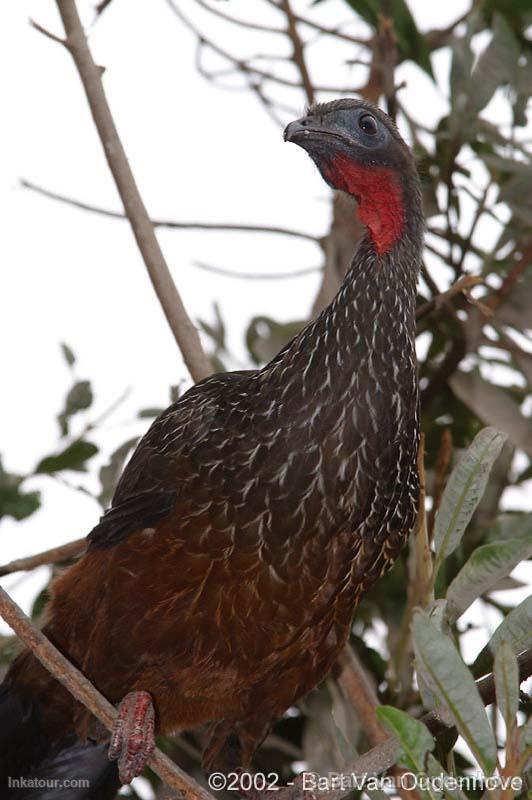 Photo of Peru