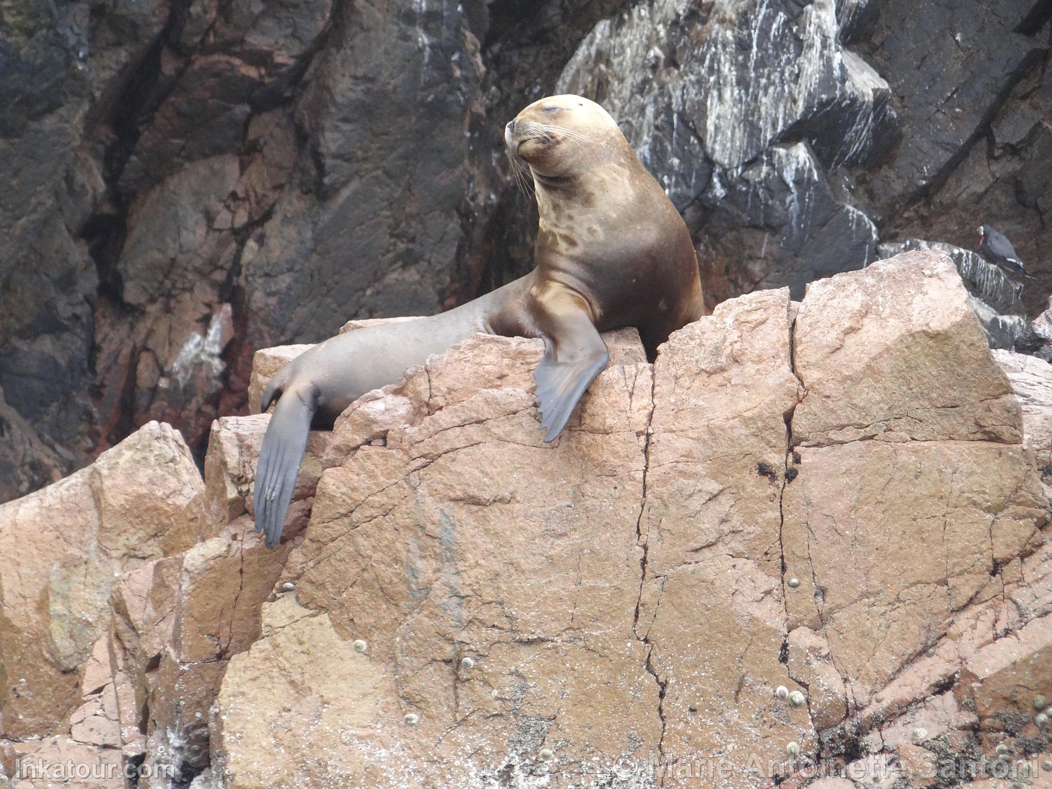 Ballestas Islands, Paracas