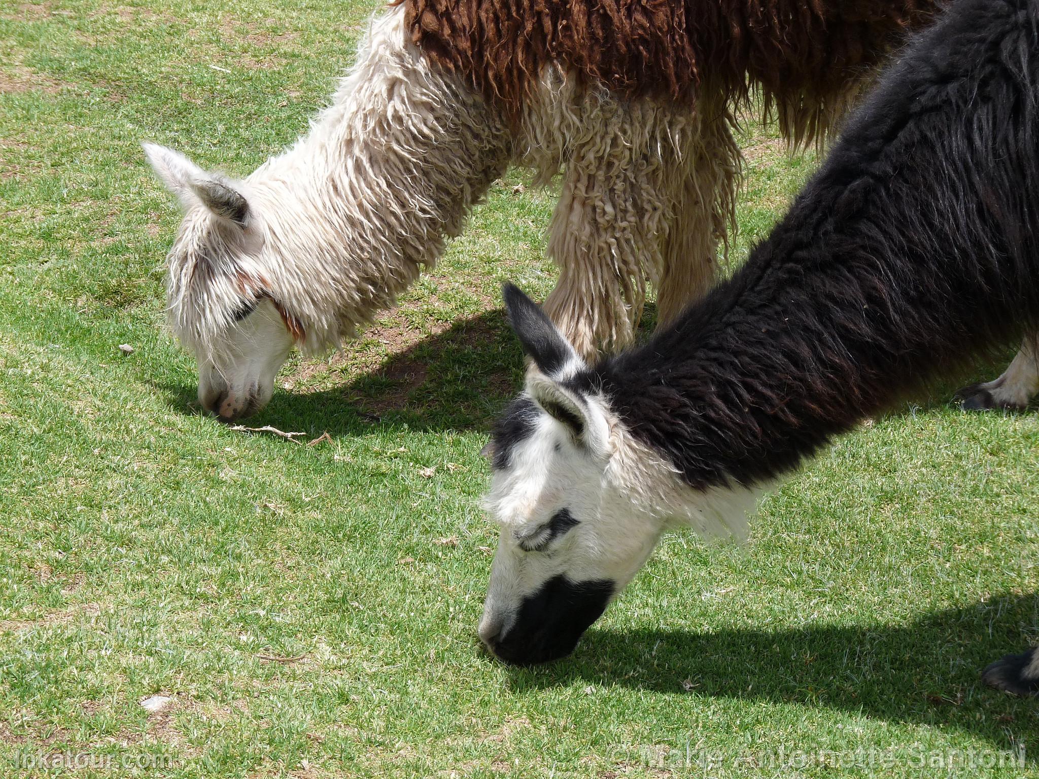 Photo of Peru