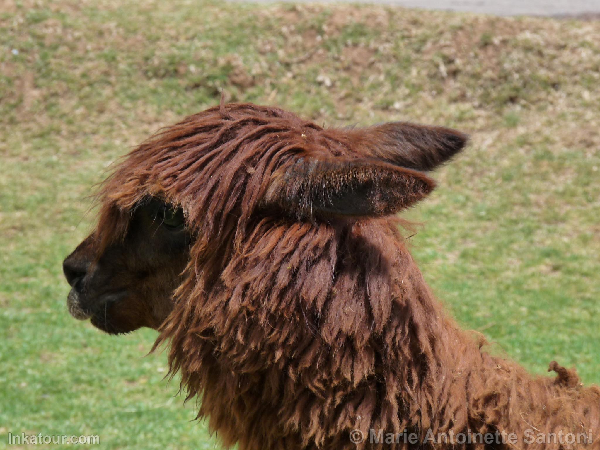 Photo of Peru