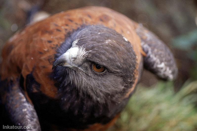 Photo of Peru