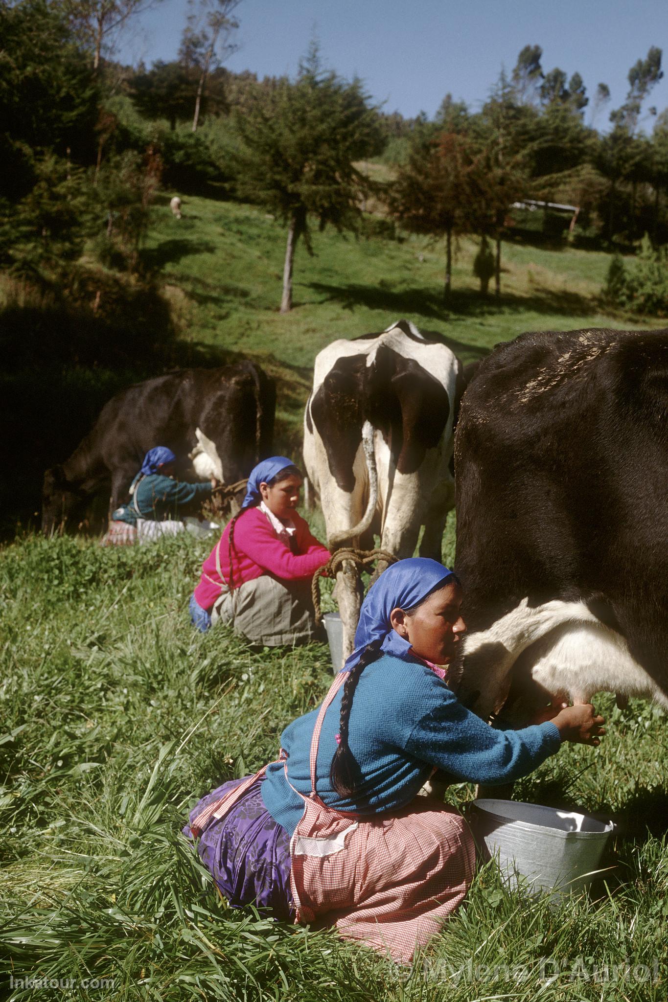 Porcn Farm, Cajamarca