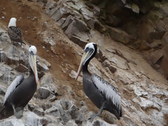 Ballestas Islands, Paracas