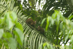 Brown capuchin monkey