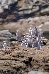 Humboldt penguin, Paracas