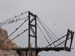 Ballestas Islands, Paracas