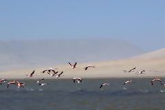 Andean flamingos, Paracas