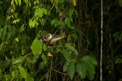 Hoatzin or Shansho