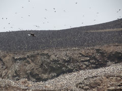 Ballestas Islands, Paracas