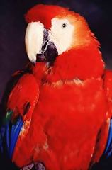 Guacamayo