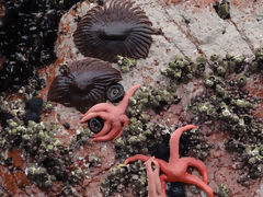 Ballestas Islands, Paracas