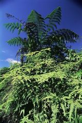 Tree Fern