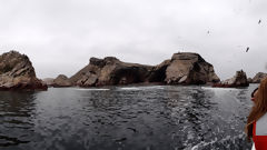 Ballestas Islands, Paracas