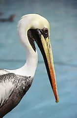 Pelican, Paracas