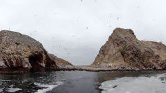 Ballestas Islands, Paracas