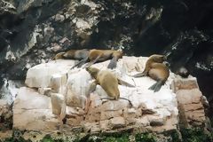 Sea dogs in Paracas