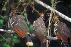 Hoatzin