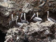 Ballestas Islands, Paracas