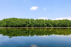 Mangroves, Tumbes