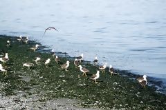 Birds in Paracas