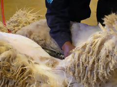 Alpaca Shearing