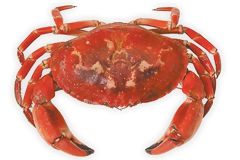 Crab