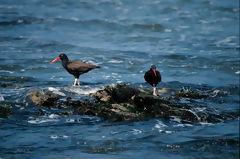 Blackish Oystercatcher, Paracas