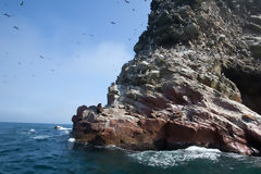 Ballestas Islands, Paracas