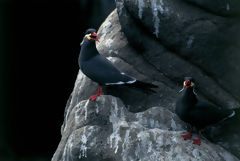 Inca Tern, Paracas