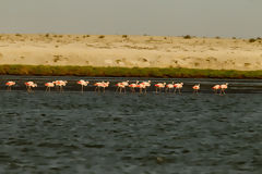 Flamingos