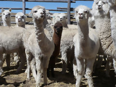 Alpacas