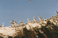 Ballestas Islands, Paracas