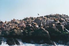 Ballestas Islands, Paracas