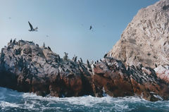 Ballestas Islands, Paracas