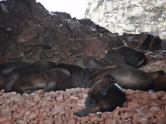 Ballestas Islands, Paracas