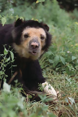 Andean Bear