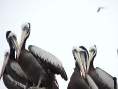 Ballestas Islands, Paracas