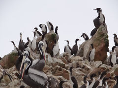 Ballestas Islands, Paracas