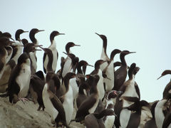 Ballestas Islands, Paracas