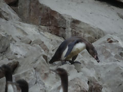 Ballestas Islands, Paracas